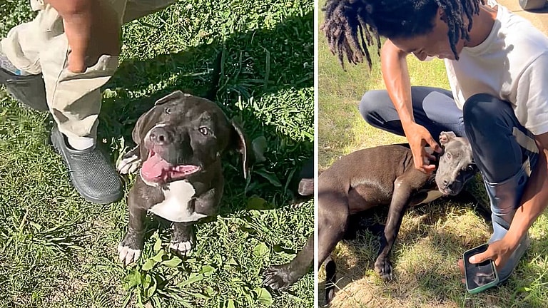 Hearts Melt as Stray Pit Bull Follows Little Girl Home, Gets Unexpected Second Chance