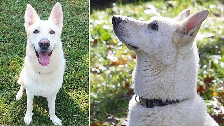 Heartbroken Shepherd Seeks Second Chance After Tragic Loss