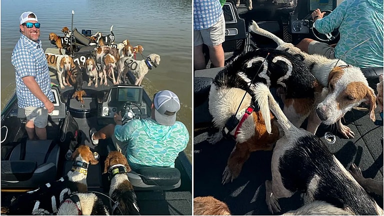 Lost at Sea: The Heart-Stopping Rescue of 38 Hunting Dogs That Almost Ended in Tragedy
