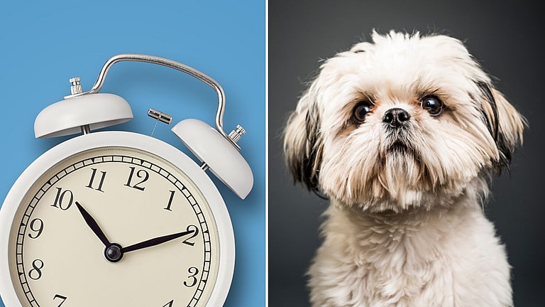 Shih Tzu’s Lifespan