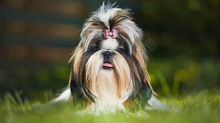 Shih Tzu Names