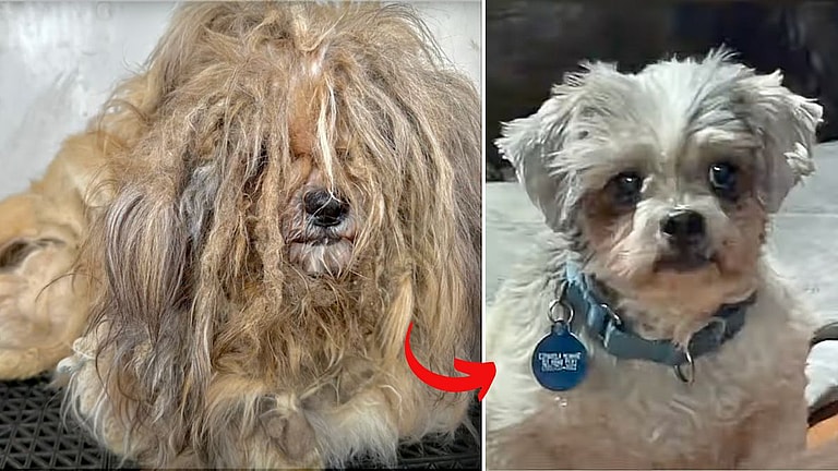 Stray Dog Rescued With Five Pounds of Matted Fur Wins $10,000 in Makeover Contest