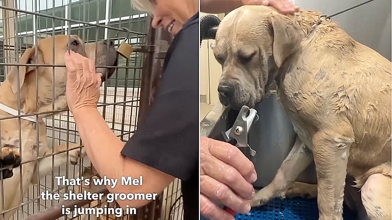 This 2-Year-Old Mastiff Had Never Been Groomed - What Happened Next Is Amazing!
