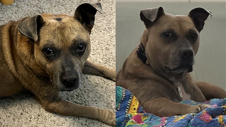 This Senior Dog Gives the Best Snuggles, Only Thing She’s Lacking Is a Forever Person