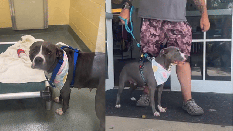 Happiest Shelter Dog Can’t Keep Calm After Finding Forever Family