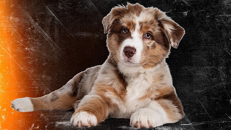 Vintage Dog Names