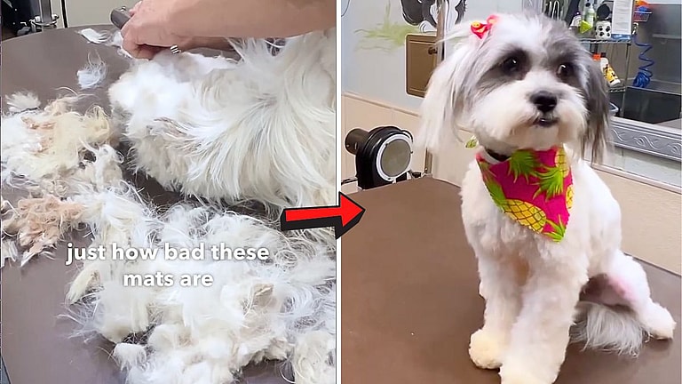 Her Matting Was So Severe, Vets Struggled to See if She Was Spayed - Then Came the Makeover!