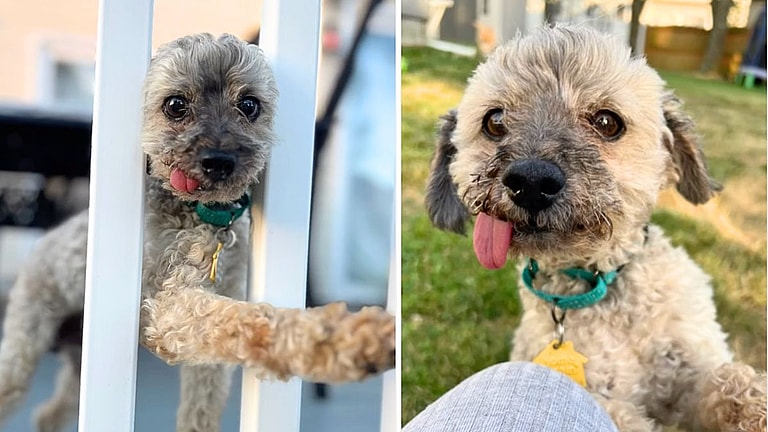 10-Year-Old Toothless Poodle Seeks a Home to Live Out His Golden Years