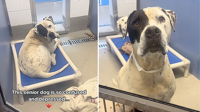 "Why Did They Leave Me?" 9-Year-Old Sweet Dog's Search for a Loving Family