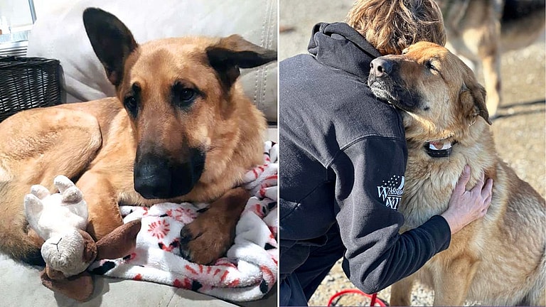 German Shepherd Beaten in Divorce Drama Still Searching for Home After 2 Years