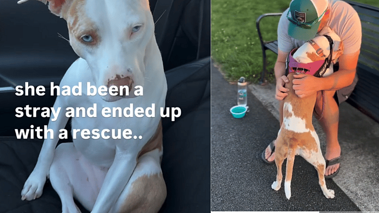 Deaf Dog that ‘Nobody Wanted’ Finds True Happiness With Loving Family 