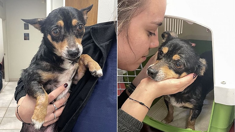Shelter Dog Rescued After Being Dumped Desperately Awaits Adoption