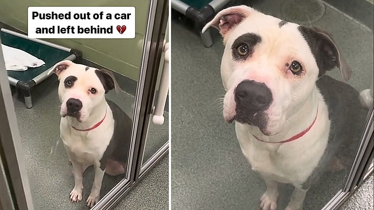 Pit Bull Pushed Out of Vehicle Was Lost & Alone Until Kind Strangers Showed Compassion