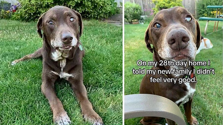 Blind Hospice Dog's Final 28 Days Will Bring You to Tears