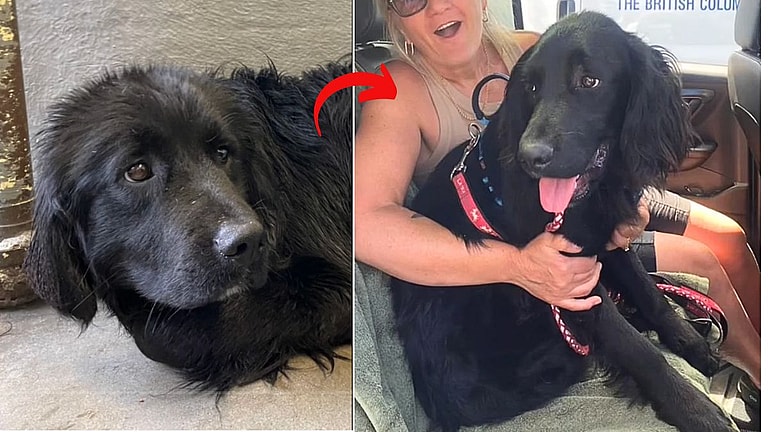 Shy Retriever Rescued from Filthy Living Conditions Finds Loving Forever Home