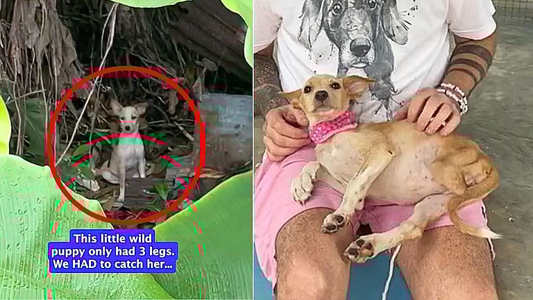 Joyful Relief as Skinny Three-Legged Puppy Living in Jungle Finds Hope & Healing