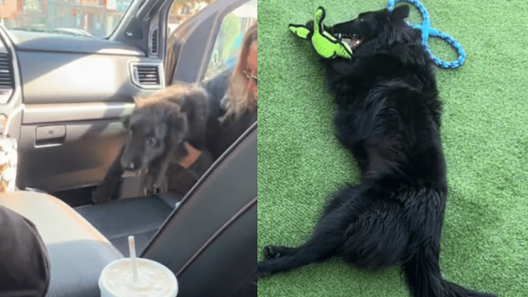 Dog Dumped on Highway Now Living Best Life With New, Loving FamilyÂ