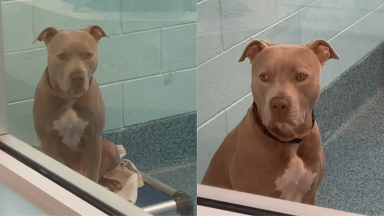 ‘Softie-At-Heart’ Shelter Pit Bull Overlooked for 785 Days Now Because of His Looks