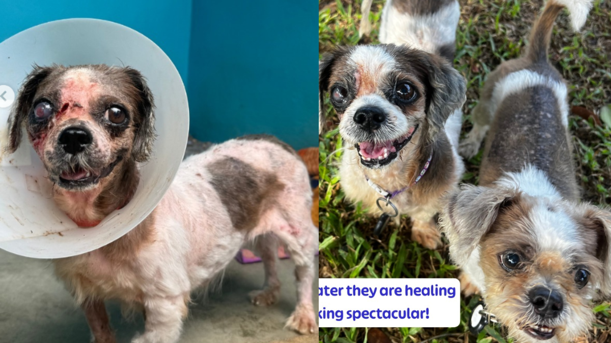 Miraculous Transformation of Two Horribly Neglected Dogs (They Now Have a Personal Chef)