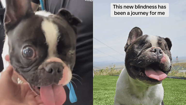 Emotional Journey of a Blind French Bulldog Dreaming About a Fairytale Ending