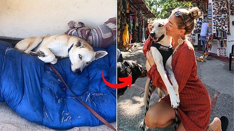 Dog Living Under Bridge With Homeless Owner Finds the Happy Ending He Never Expected