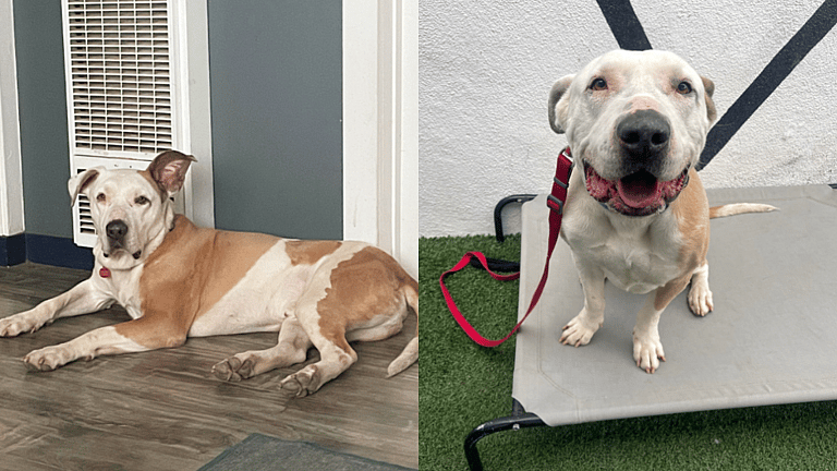 1,500-Day Wait: Can A Sweetheart Pittie Finally Find Some Love?