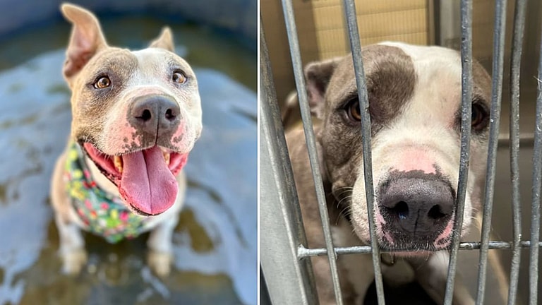Heartbreak After Adopted Pit Bull Returned to Shelter After One Hour 