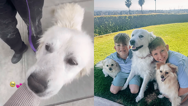 From Tragedy to Triumph: Great Pyrenees' Heartwarming Adoption Story