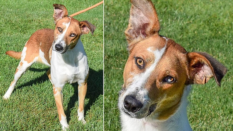 Meet Santo: The Stunning Greyhound Mix With Magical Eyes Awaiting His Forever Home!