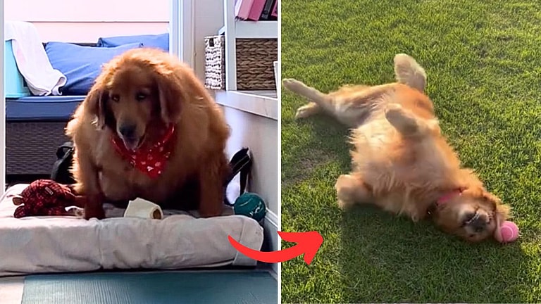 This Golden Retriever Was on the Brink of Euthanasia — See Her Stunning 50-Pound Transformation