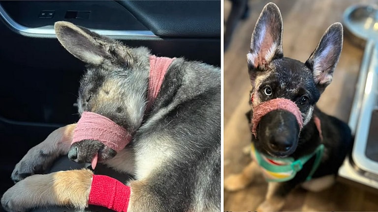 Badly Injured Puppy Denied Treatment By Neglectful Owner Makes Unbelievable Recovery