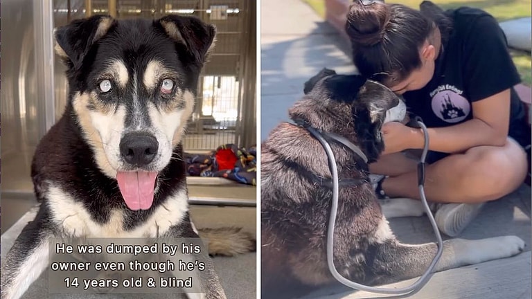 Blind Dog Was On A 72-Hour Euthanasia Deadline, What Happens Next Saves His Life