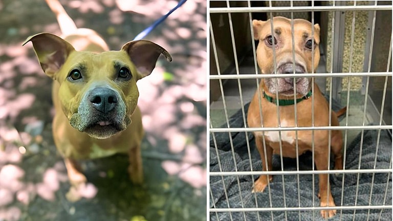 Locked in a Hot Car, Now Locked in a Shelter: Brooklyn Needs You!