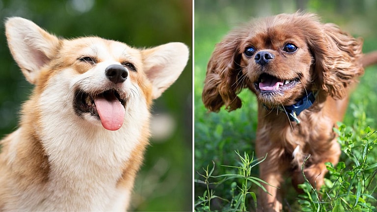 Gender-Neutral Dog Names