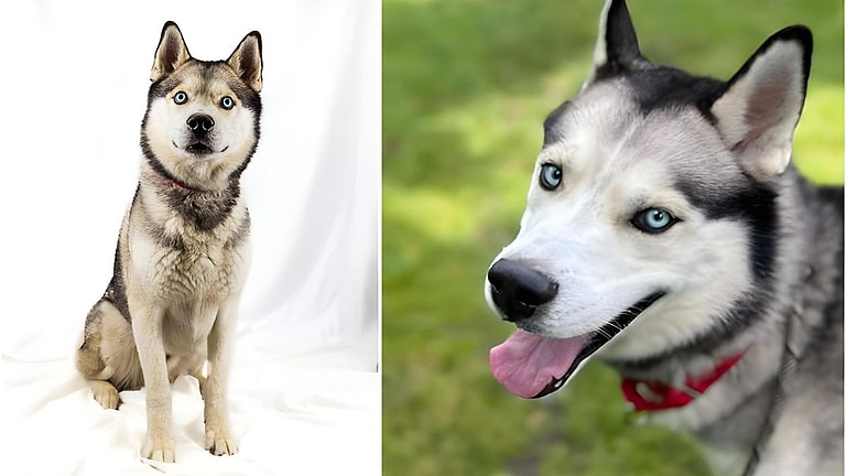 New York's Lost Husky: Eddie's Struggle and Hope for a New Home