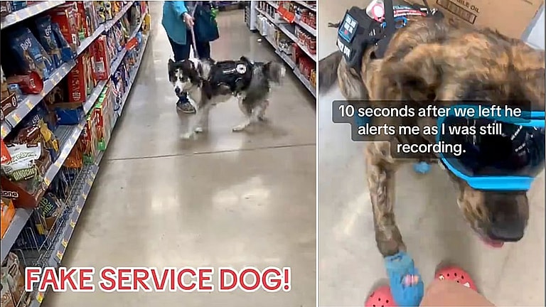 Why Viral ‘Fake Service Dog’ Videos Might Be Misleading—Here’s the Truth About New Service Dogs and Emotional Support Animals