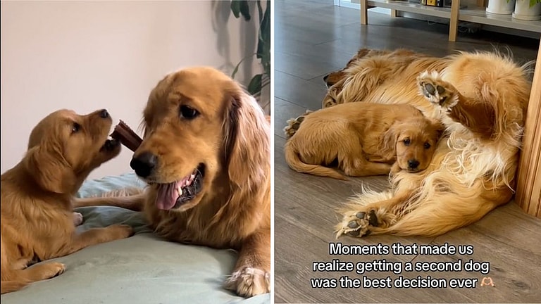 Heartwarming Video Shows Golden Retriever's Adorable Reaction to Welcoming New Puppy Sibling (& Why Getting a Second Dog Was Best Decision)