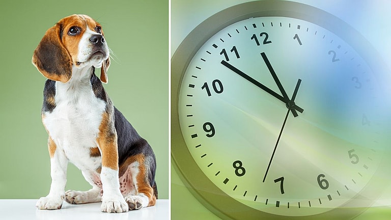 How Long Do Beagles Live?