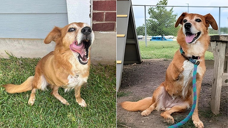 Stray Golden Retriever Loses Leg but Wins Hearts - Now She Hopes for a Forever Home.