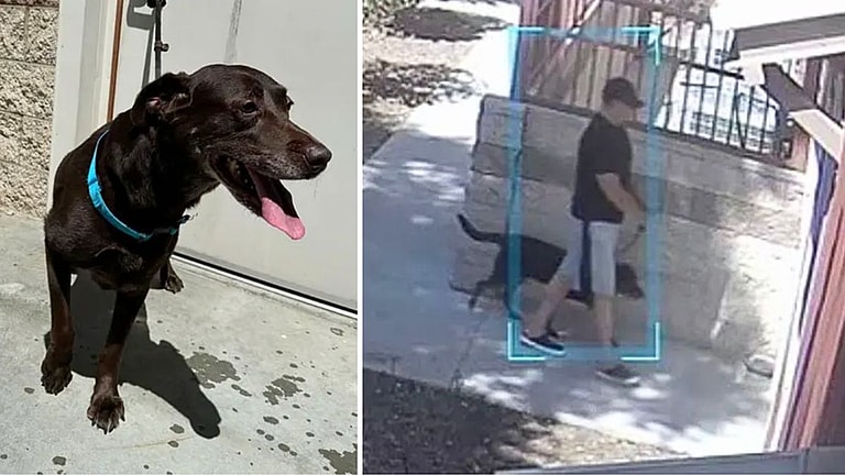 Man Caught On Camera Abandoning Sick Dog in Hot Sun. Now Authorities Seek Heartless Owner