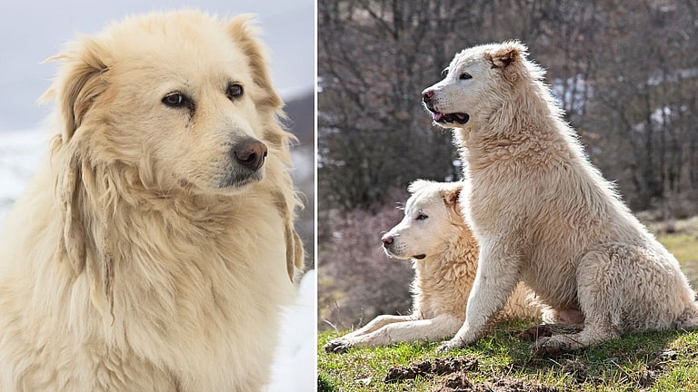 Maremma Sheepdogs