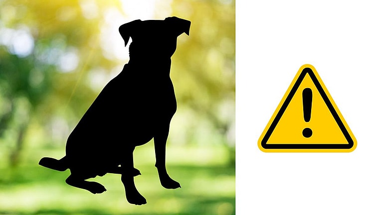 Nebraska Shelter's Covert Operation to Protect One Special Dog