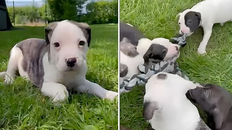 Thinking of a New Puppy? Experts Highlight 7 Red Flags That Could Signal a Scam