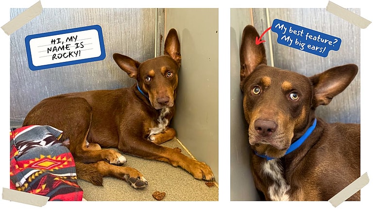 Sitting with dogs: Abandoned with Only a Note—Watch How We Help This Scared Dog Find Hope