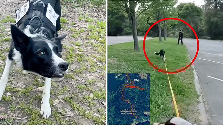 search and rescue dog news