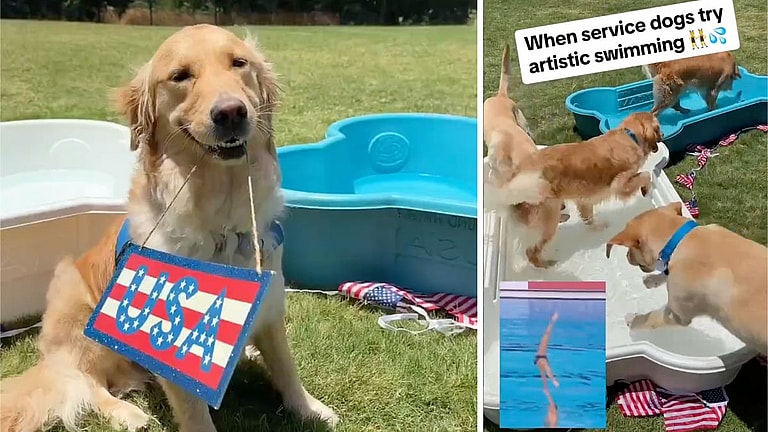 Watch These Service Dogs Train for the 2028 Synchronized Swimming Competition! —Do Dogs Like To Swim?