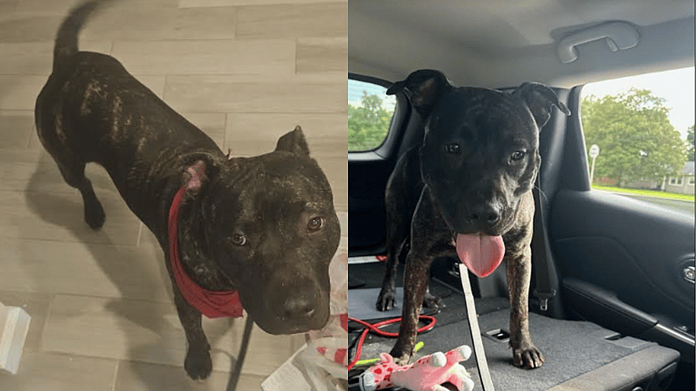 Gorgeous Puppy 'Who Wouldn't Hurt a Fly' Dumped on Busy Intersection, Looking for Forever Home