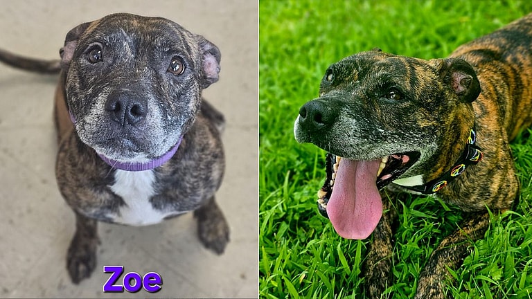 Zoe: Mama Dog Overlooked While Puppies Get Adopted