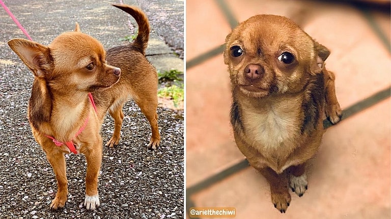 Apple Head Chihuahuas