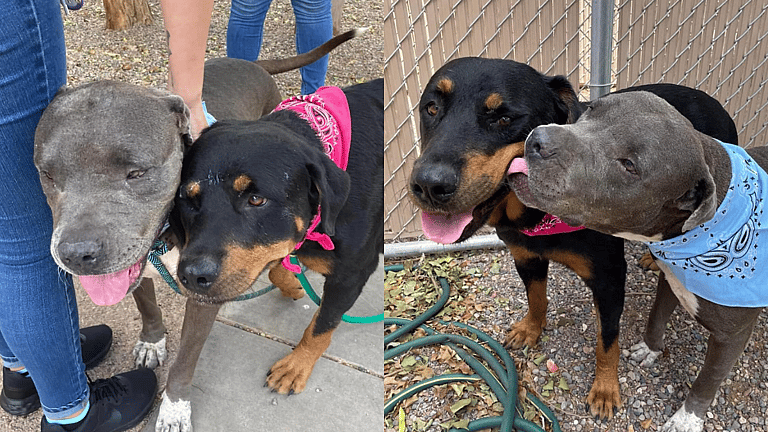 Inseparable Seniors Abandoned Again: Can This Bonded Duo Find a Forever Home Together?